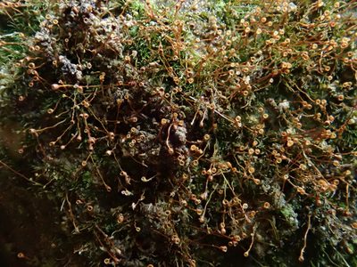 Seligeria donniana, photographed by Christian Berg