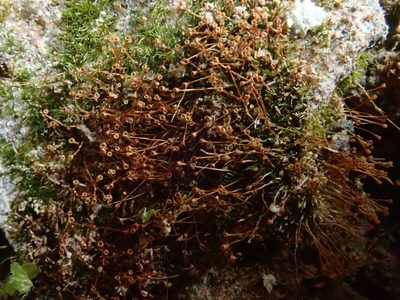 Seligeria donniana, photographed by Christian Berg