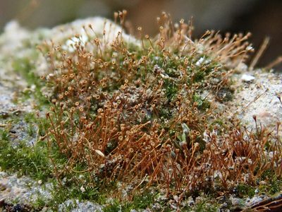 Seligeria donniana, photographed by Christian Berg