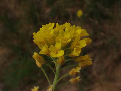 Alyssum repens, photographed by Christian Berg