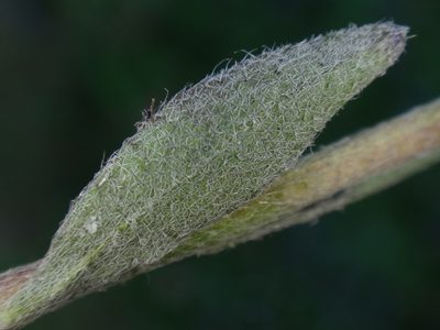 Alyssum repens, photographed by Christian Berg
