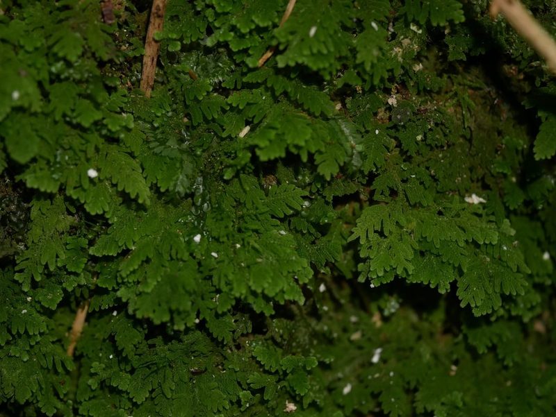 Trichocolea wattsiana, photographed by Leon Perrie