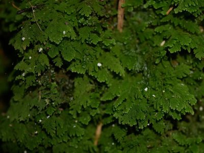 Trichocolea wattsiana, photographed by Leon Perrie