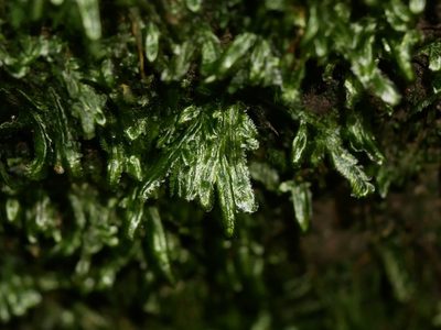 Margrethypnum falcifolium, photographed by Leon Perrie