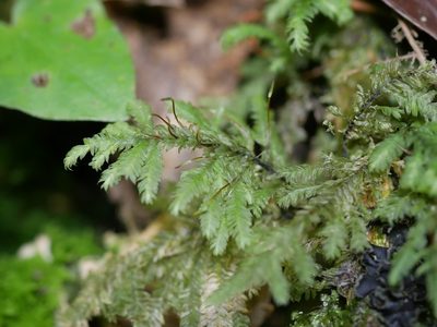 Lopidium concinnum, photographed by Leon Perrie