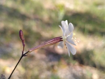 Silene italica, photographed by Yves Bas