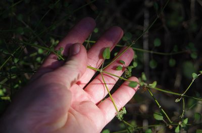 Teucrium parvifolium, photographed by Ed Wilson