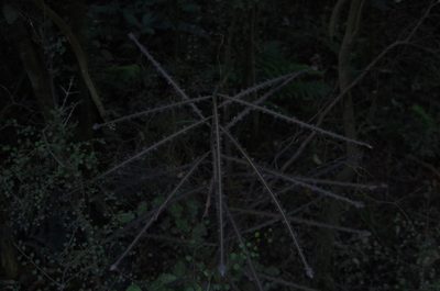 Pseudopanax ferox, photographed by Ed Wilson