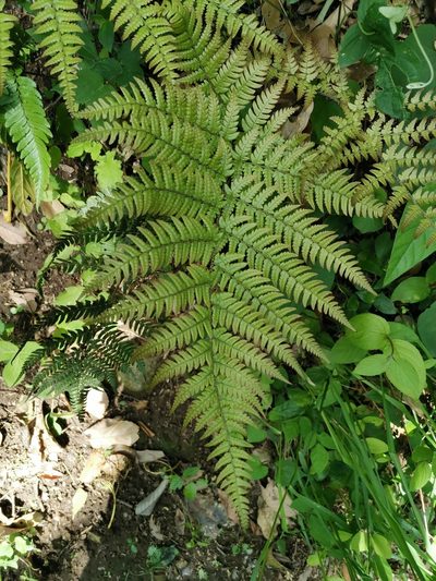 Dryopteris immixta, photographed by harum.koh