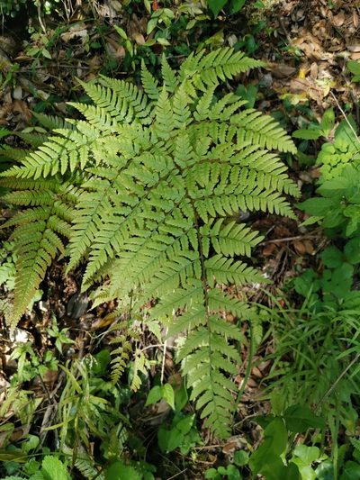 Tectaria stearnsii, photographed by harum.koh