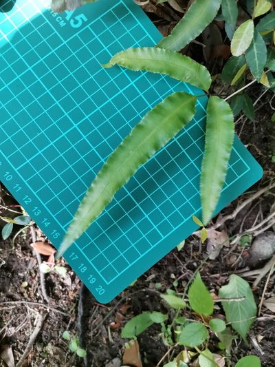 Pteris parkeri, photographed by harum.koh