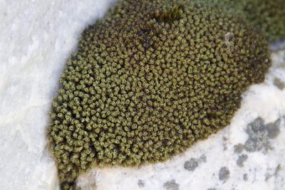 Hypodontium dregei, photographed by Tony Rebelo