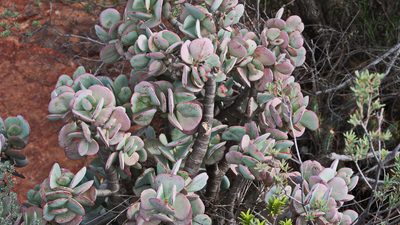 Crassula arborescens, photographed by Di Turner