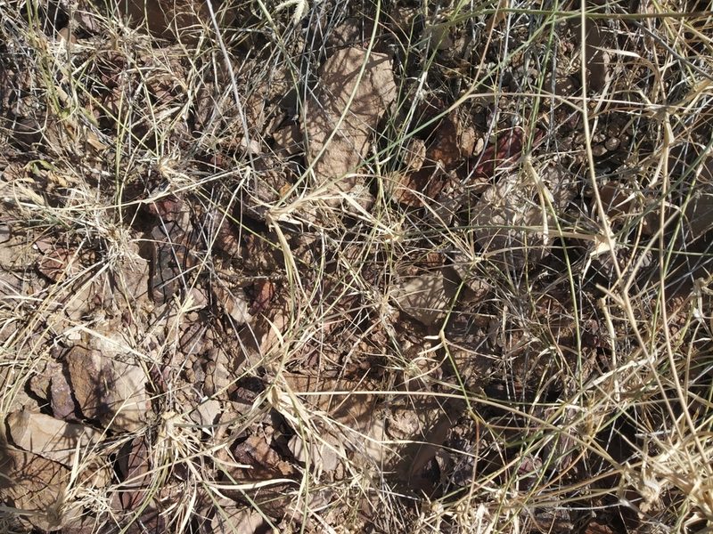 Dactyloctenium scindicum, photographed by S.MORE