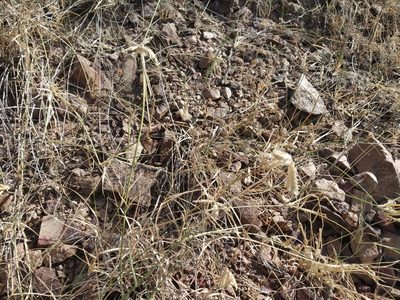 Dactyloctenium scindicum, photographed by S.MORE