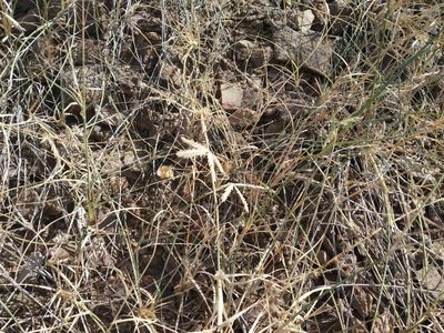 Dactyloctenium scindicum, photographed by S.MORE
