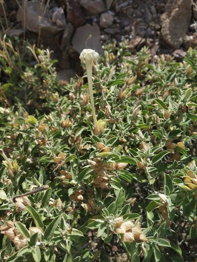 Barleria acanthoides, photographed by S.MORE