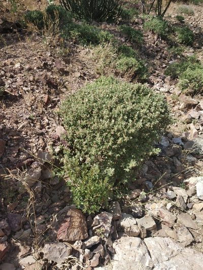 Barleria acanthoides, photographed by S.MORE