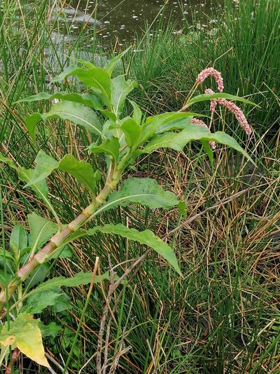 Persicaria senegalensis, photographed by Hildegard Klein