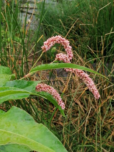 Persicaria senegalensis, photographed by Hildegard Klein