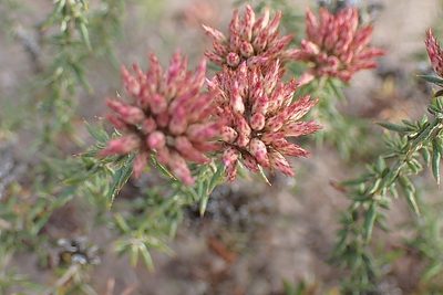 Metalasia massonii, photographed by Di Turner