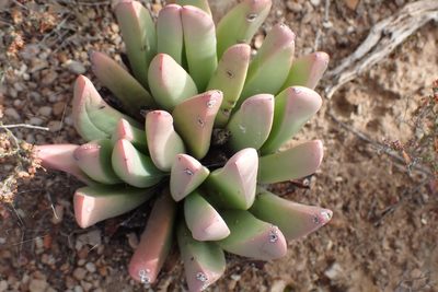 Machairophyllum albidum, photographed by Di Turner