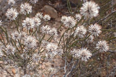 Stoebe microphylla, photographed by Di Turner