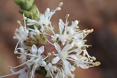 Agathosma roodebergensis, photographed by Di Turner