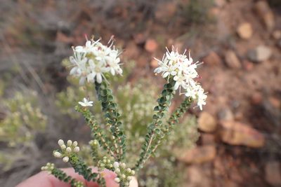 Agathosma recurvifolia, photographed by Di Turner
