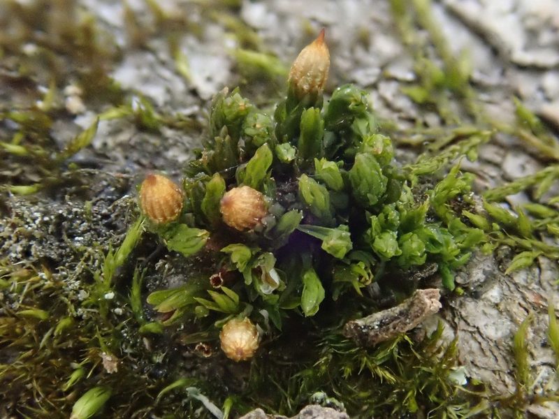 Orthotrichum pumilum, photographed by Christian Berg