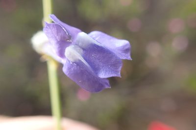 Lobelia linearis, photographed by Di Turner