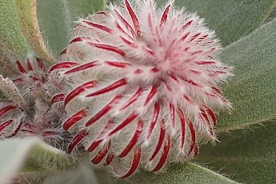 Leucospermum pluridens, photographed by Di Turner
