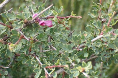 Indigofera nigromontana, photographed by Di Turner