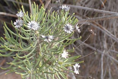 Euryops rehmannii, photographed by Di Turner