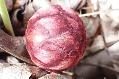 Protea humiflora, photographed by Di Turner