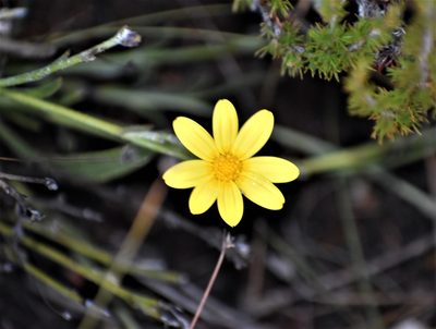 Osteospermum asperulum, photographed by Justin Ponder