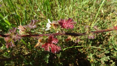 Anisodontea biflora, photographed by Paul Emms