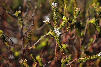 Euchaetis glabra, photographed by Tony Rebelo
