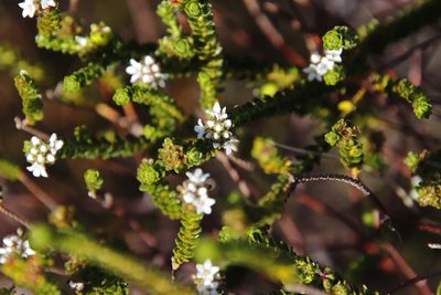 Euchaetis glabra, photographed by Tony Rebelo
