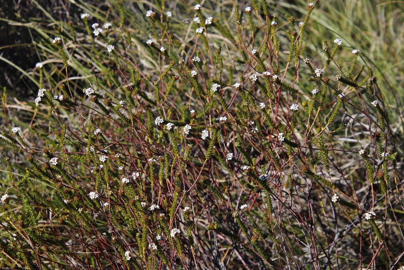 Euchaetis glabra, photographed by Tony Rebelo