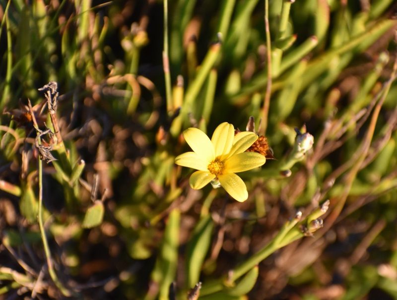 Osteospermum asperulum, photographed by Justin Ponder