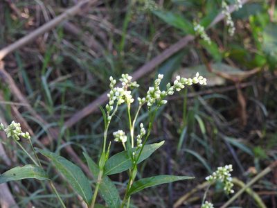 Persicaria hydropiperoides, photographed by Eduardo Luis Beltrocco