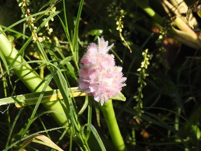 Pontederia rotundifolia, photographed by Eduardo Luis Beltrocco