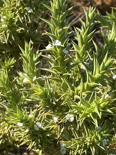 Muraltia cliffortiifolia, photographed by Christina