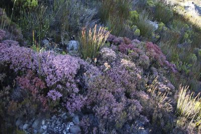 Erica equisetifolia, photographed by Tony Rebelo