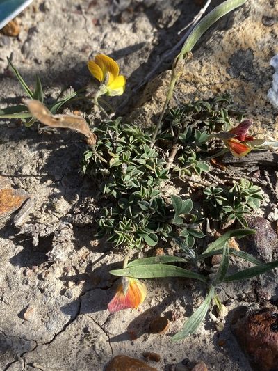 Argyrolobium molle, photographed by Christina