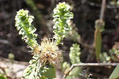Oedera squarrosa, photographed by Di Turner