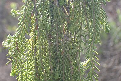 Passerina obtusifolia, photographed by Di Turner