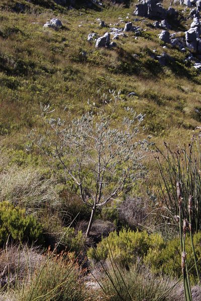 Liparia calycina, photographed by Tony Rebelo