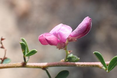 Indigofera nigromontana, photographed by Di Turner
